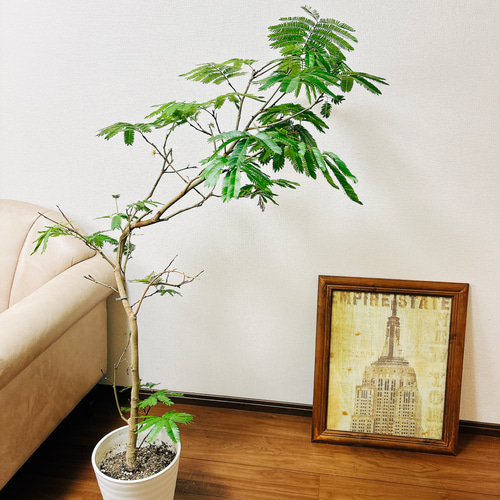 現品］6番 エバーフレッシュ 曲がり 8号 観葉植物 室内 大型