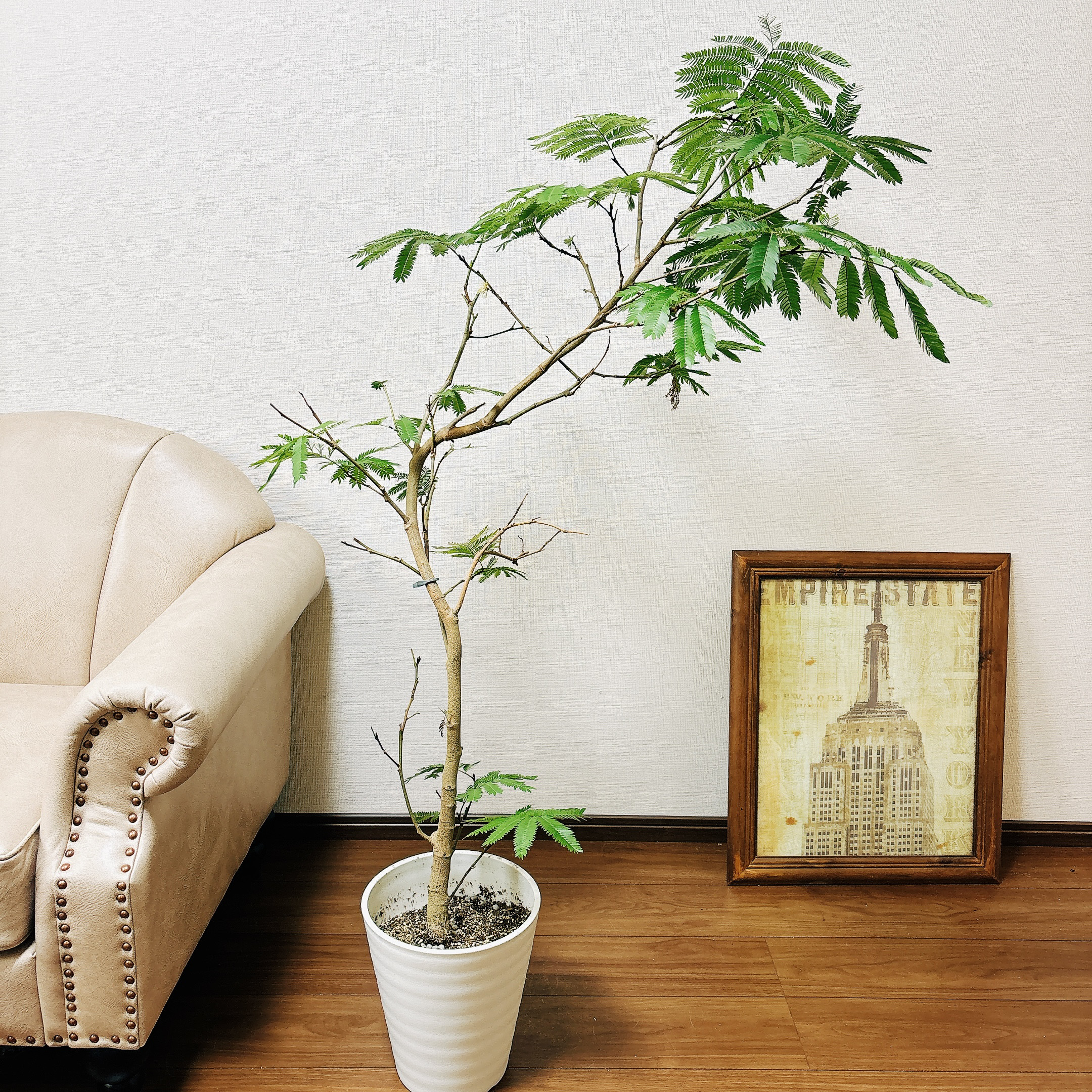現品］6番 エバーフレッシュ 曲がり 8号 観葉植物 室内 大型