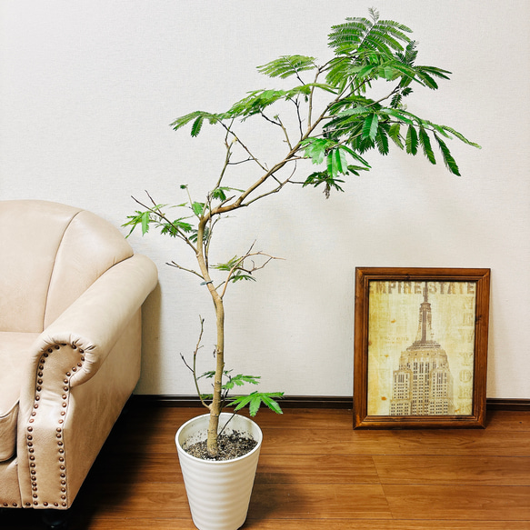現品］6番 エバーフレッシュ 曲がり 8号 観葉植物 室内 大型