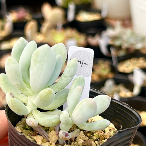 フーケリー＊多肉植物＊抜き苗 多肉植物 ＊N＊ 通販｜Creema(クリーマ 