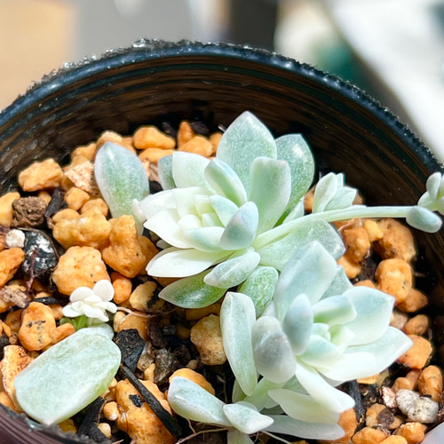 カ*す様 K1182 プロリフィカ 70株 多肉植物 抜き苗 エケベリア 韓国苗 15