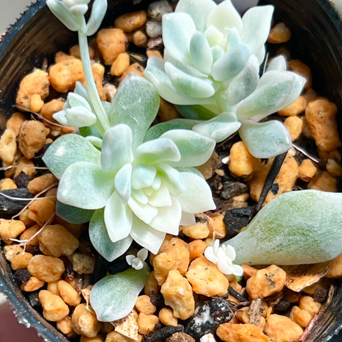 プロリフィカ錦＊多肉植物＊抜き苗 多肉植物 ＊N＊ 通販 17764692