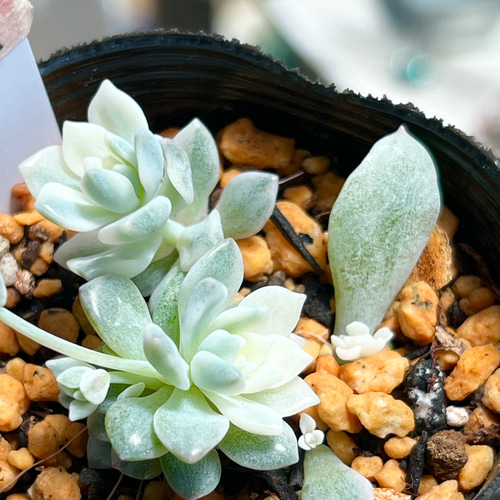 プロリフィカ錦＊多肉植物＊抜き苗 多肉植物 ＊N＊ 通販