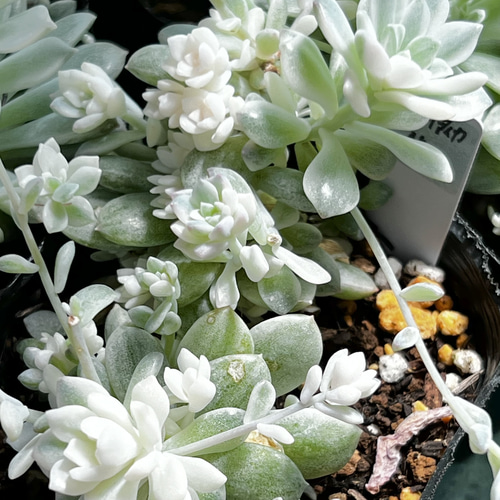 多肉植物✩.*˚プロリフェラ 抜き苗 プロリフィカ プロリフェラ 【速達便付き】 多肉植物 抜き苗