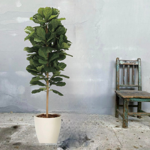 光触媒　人工観葉植物　フェイクグリーン　DXカシワバゴム1.8maj 光触媒 人工観葉植物 フェイクグリーン DXカシワバゴム1.8maj その他