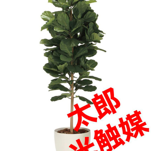 光触媒 人工観葉植物 フェイクグリーン DXカシワバゴム1.8maj その他