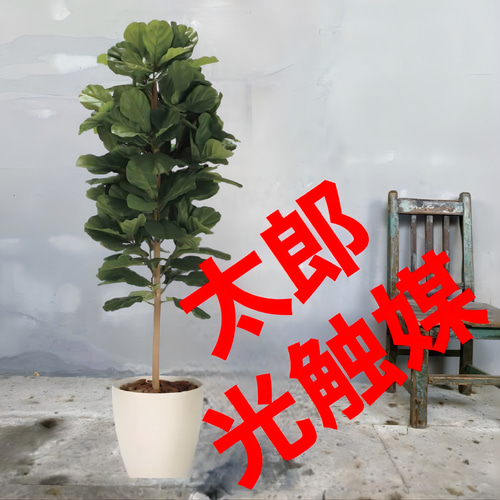 光触媒 人工観葉植物 フェイクグリーン DXカシワバゴム1.8maj