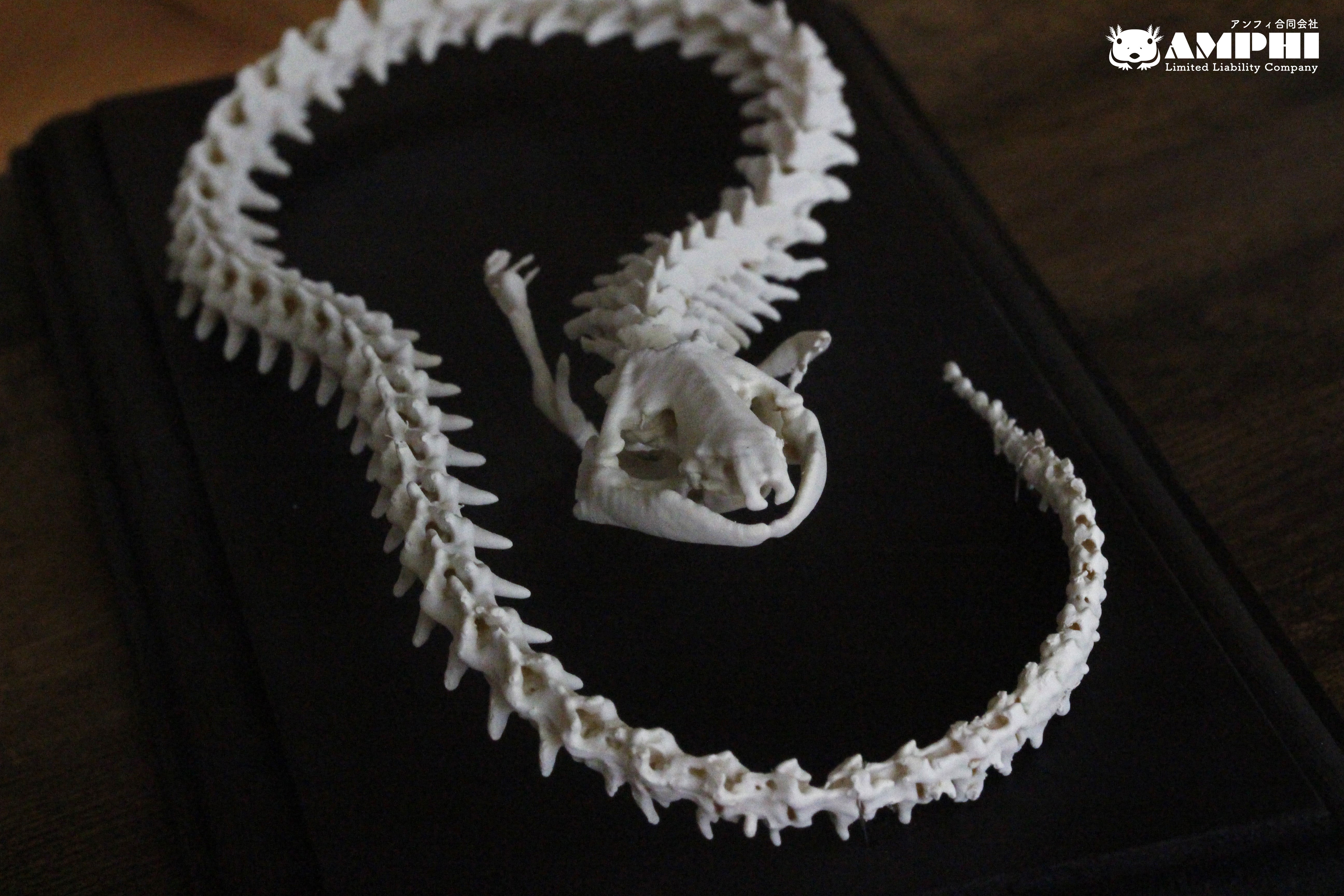 グレーターサイレン　原寸大全身骨格レプリカ　Siren lacertina