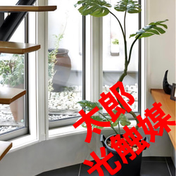 光触媒 人工観葉植物 ウォールグリーン フェイクグリーン アーバン