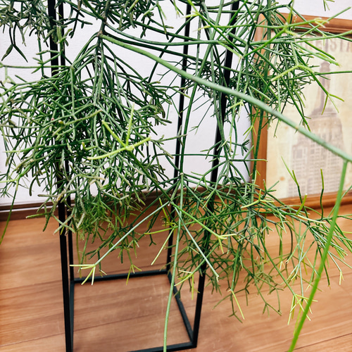 現品］☆珍しい☆ リプサリス プリスマティカ 6号 観葉植物 室内