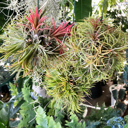 現品 幹太い 真っ直ぐ樹形 オリーブの木 オリーブ souju ネバディロ