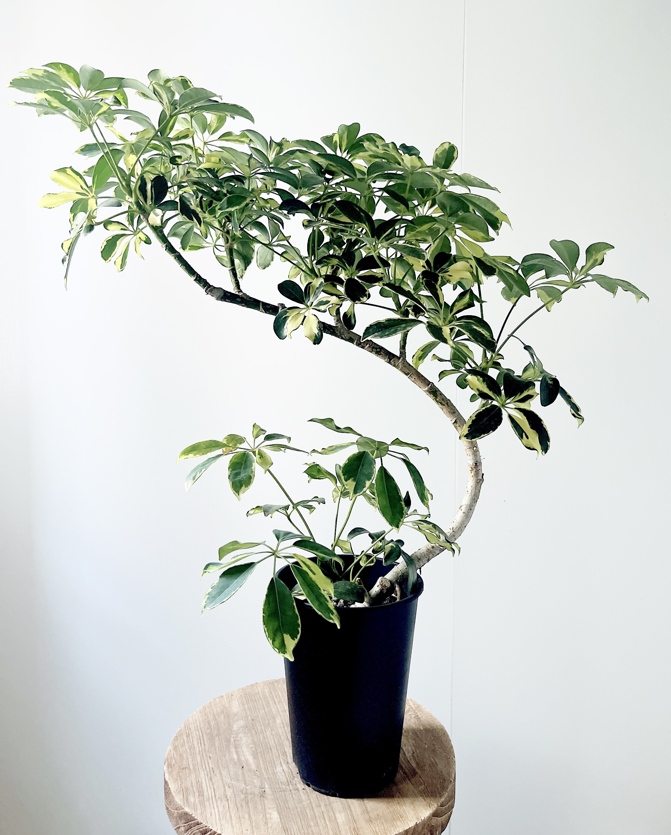 おしゃれ 観葉植物：シェフレラ グランディ バリエガータ*5号