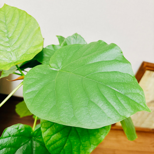 現品］フィカス ウンベラータ 曲がり 7号 観葉植物 室内 ゴムの