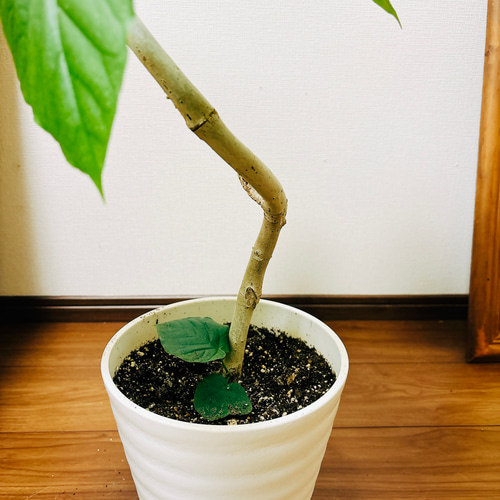 現品］フィカス ウンベラータ 曲がり 7号 観葉植物 室内 ゴムの