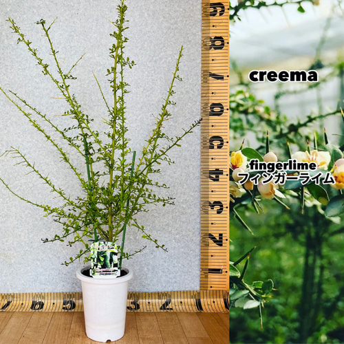 柑橘2年生 フィンガーライム接木苗／苗 3鉢まとめて 撮影品発送 柑橘2