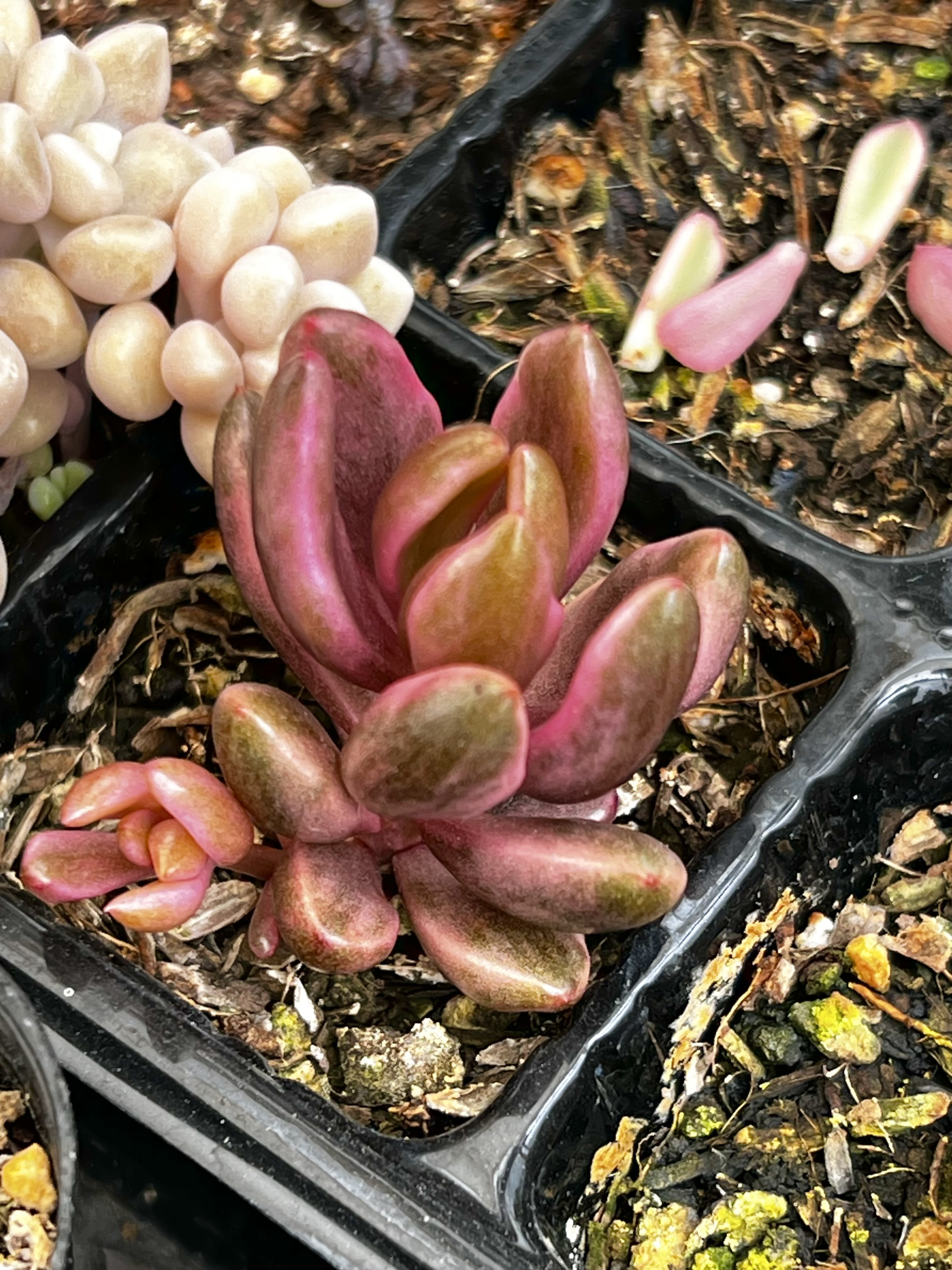 多肉植物 ちょいレア♪月錦♡抜き苗 【公式通販】