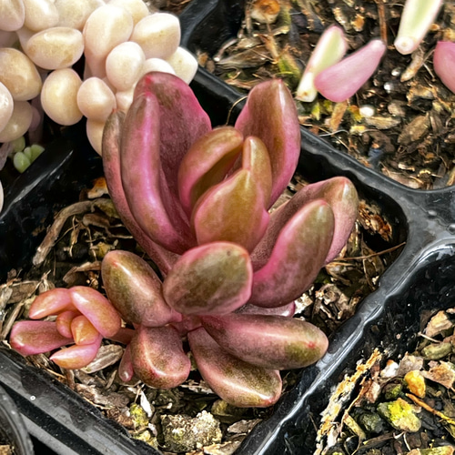 チョコレート錦 抜き苗 楽天市場】多肉植物 チョコレート錦 2.5号