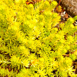 多肉植物セダム 20種類 各5カットずつ【育成説明書付】 多肉植物 多