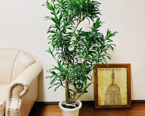 ドラセナ　リフレクサ　鉢皿付き ドラセナ リフレクサ 鉢皿付き ドラセナ リフレクサ 鉢皿付き 【公式通販】