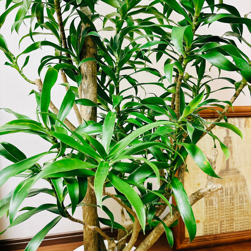 現品］ドラセナ プレオメレ リフレクサ 8号 観葉植物 大型 室内