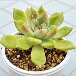 プルビナータ フロスティ 綴化 多肉植物 多肉植物 kanomarihome 通販