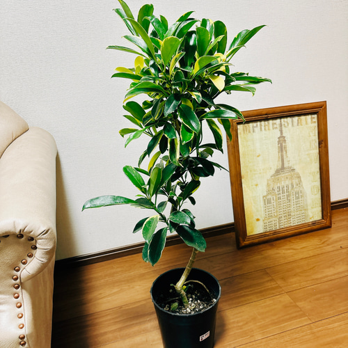 【現品】ファグラエア・ベルテロアナ　曲がり　7号　茶鉢　（2） 現品］【希少】5番 ファグラエア ベルテロアナ バリエガータ 7号