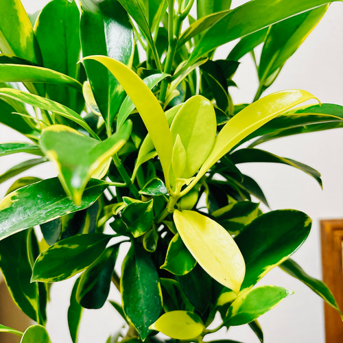 現品］【希少】5番 ファグラエア ベルテロアナ バリエガータ 7号