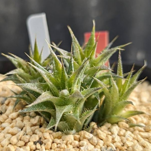 レア多肉植物シリーズ・デウテロコニア・ブレビフォリア・クロランサin