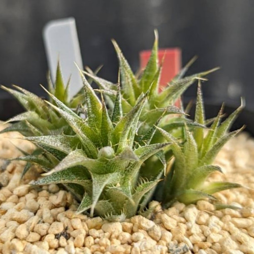 デウテロコニア　ブレビフォリア　クロランサ 多肉植物：デウテロコニア ブレビフォリア クロランサ*幅3.5cm