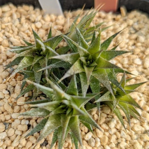 レア多肉植物シリーズ・デウテロコニア・ブレビフォリア