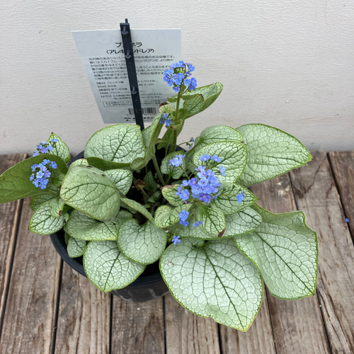 ブルネラ＊アレキサンドリア＊シェードガーデン＊日陰の植物＊宿根草