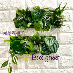 螺旋丸 五葉松 樹齢11年 中品盆栽 鉢付き 盆栽 松工房 -Pine Workshop