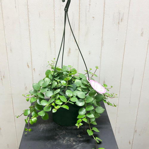 エスキナンサス タイピンク 底面給水鉢 その他インテリア雑貨 PLANTS