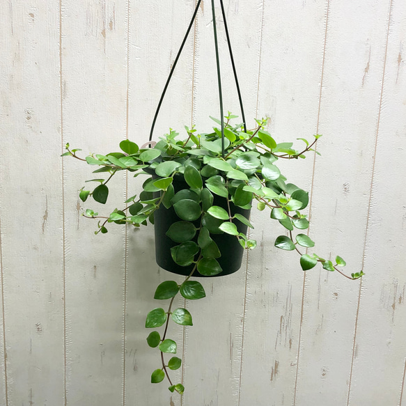 エスキナンサス タイピンク 底面給水鉢 その他インテリア雑貨 PLANTS