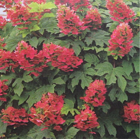 柏葉紫陽花【ルビースリッパーズ】ホワイトからローズピンクへ色変