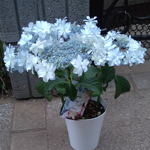 充実の品 紫陽花【Rayレイ】パールブルーに水色の覆輪が入る清楚な紫陽花 フラワー・リース