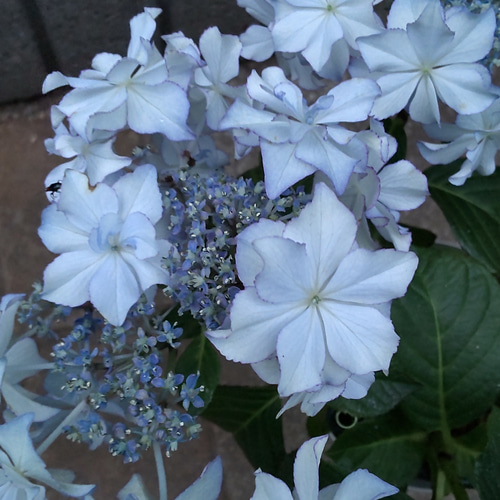 紫陽花【Rayレイ】パールブルーに水色の覆輪が入る清楚な紫陽花☆ご