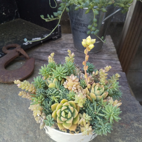 多肉植物 マッコスのさわやかな寄せ植え 多肉植物 ミクロ 通販
