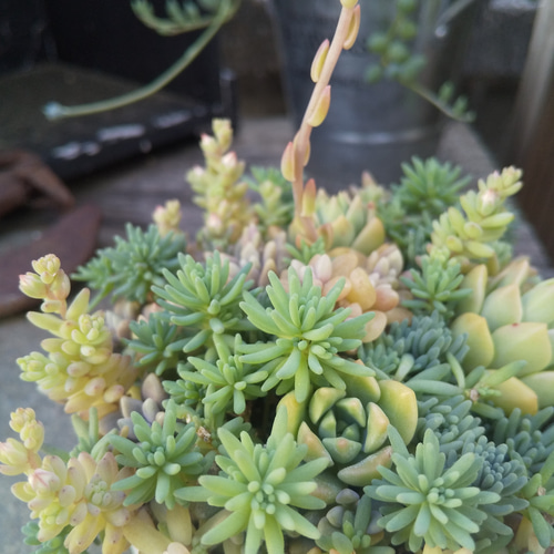 多肉植物 マッコスのさわやかな寄せ植え 多肉植物 ミクロ 通販
