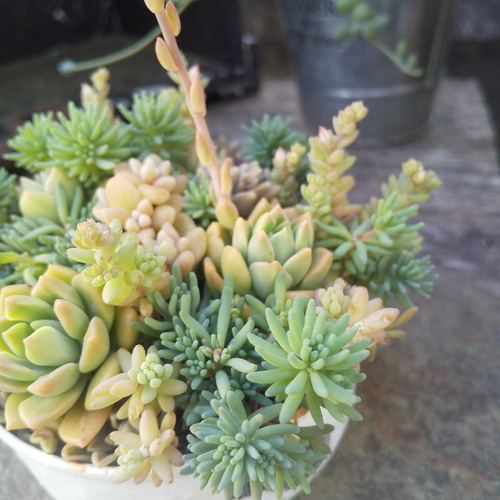多肉植物 マッコスのさわやかな寄せ植え 多肉植物 ミクロ 通販