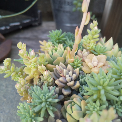 多肉植物 マッコスのさわやかな寄せ植え 多肉植物 ミクロ 通販