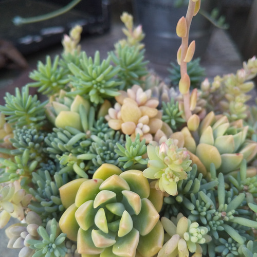 多肉植物 マッコスのさわやかな寄せ植え 多肉植物 ミクロ 通販