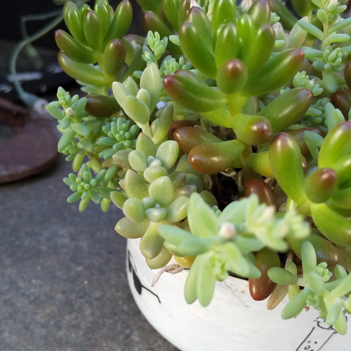 多肉植物 虹の玉と姫秀麗の寄せ植え 多肉植物 ミクロ 通販