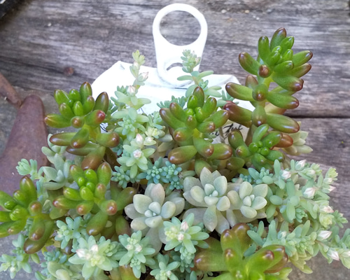 ⭐️ 朧月 いっぱ～い⭐️エケベリア 強健多肉 寄せ植え 多頭 鉢内全部