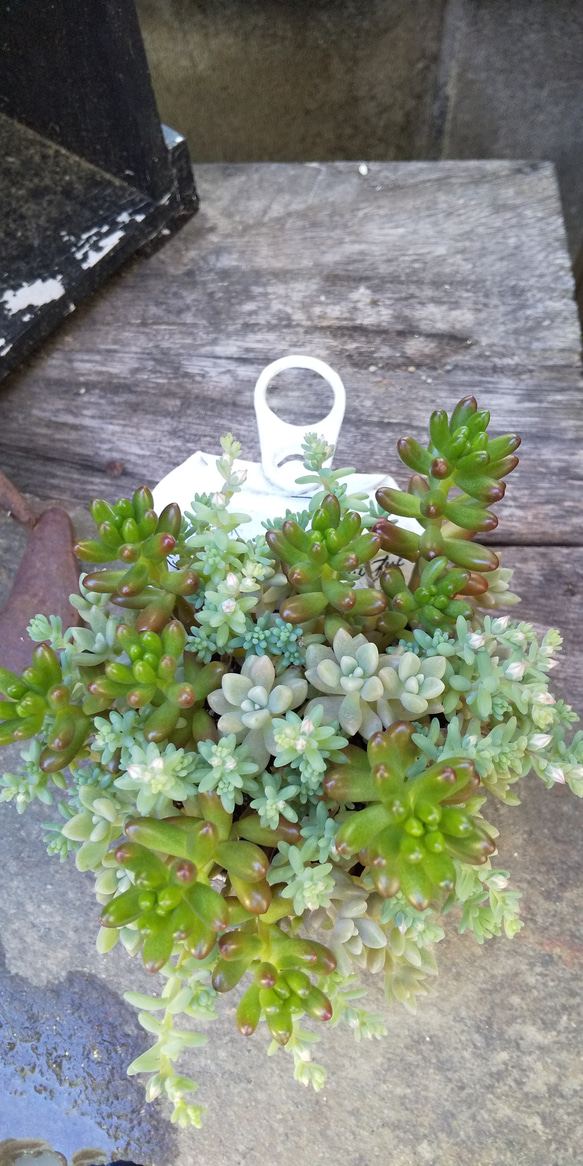 多肉植物 虹の玉と姫秀麗の寄せ植え 多肉植物 ミクロ 通販