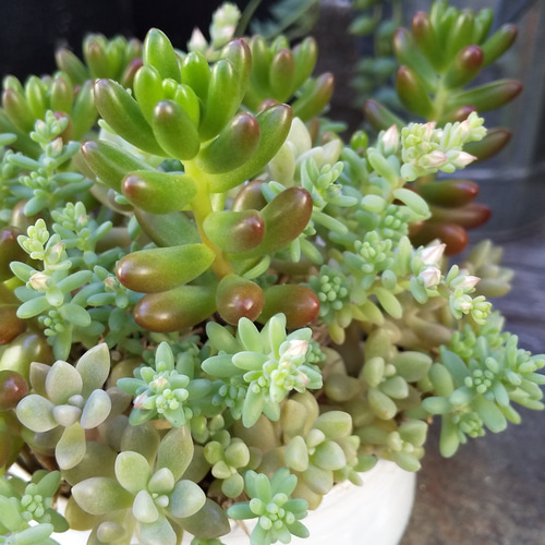 多肉植物 虹の玉と姫秀麗の寄せ植え 多肉植物 ミクロ 通販 17771646