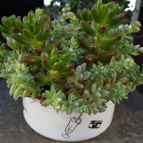 多肉植物 虹の玉と姫秀麗の寄せ植え 多肉植物 ミクロ 通販