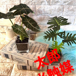 光触媒 人工観葉植物 ウォールグリーン フェイクグリーン アロカシアと