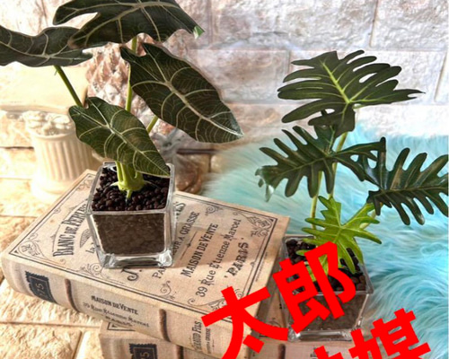 光触媒 人工観葉植物 ウォールグリーン フェイクグリーン アロカシアと