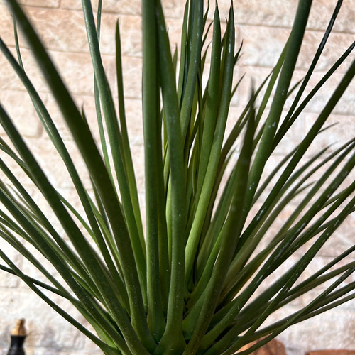 光触媒 人工観葉植物 ウォールグリーン フェイクグリーン ユッカ